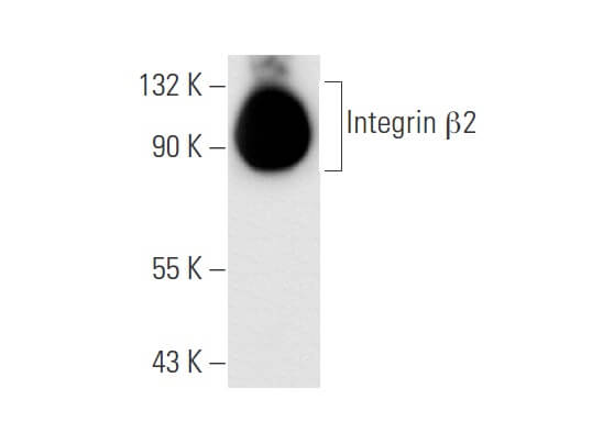 beta 2 integrins