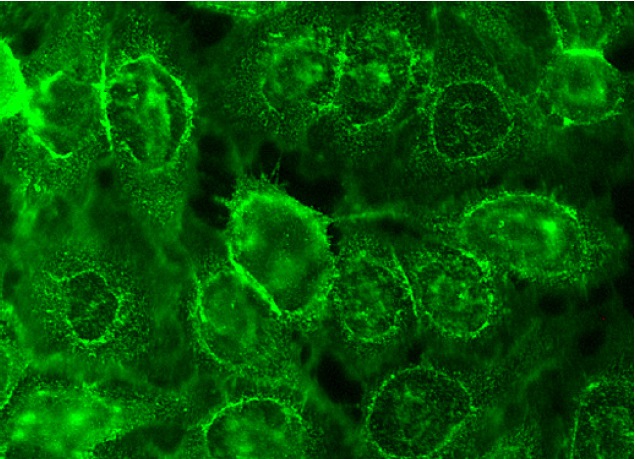 ABCG2 Antibody (BXP21) Santa Cruz Biotech