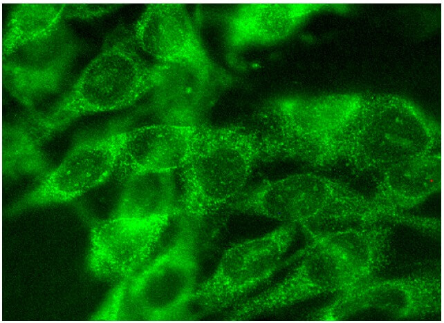CD68 Antibody (M20) Santa Cruz Biotech