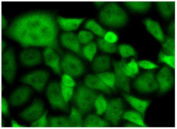 PU.1 Antibody (Spi-1) (T-21) | Santa Cruz Biotech