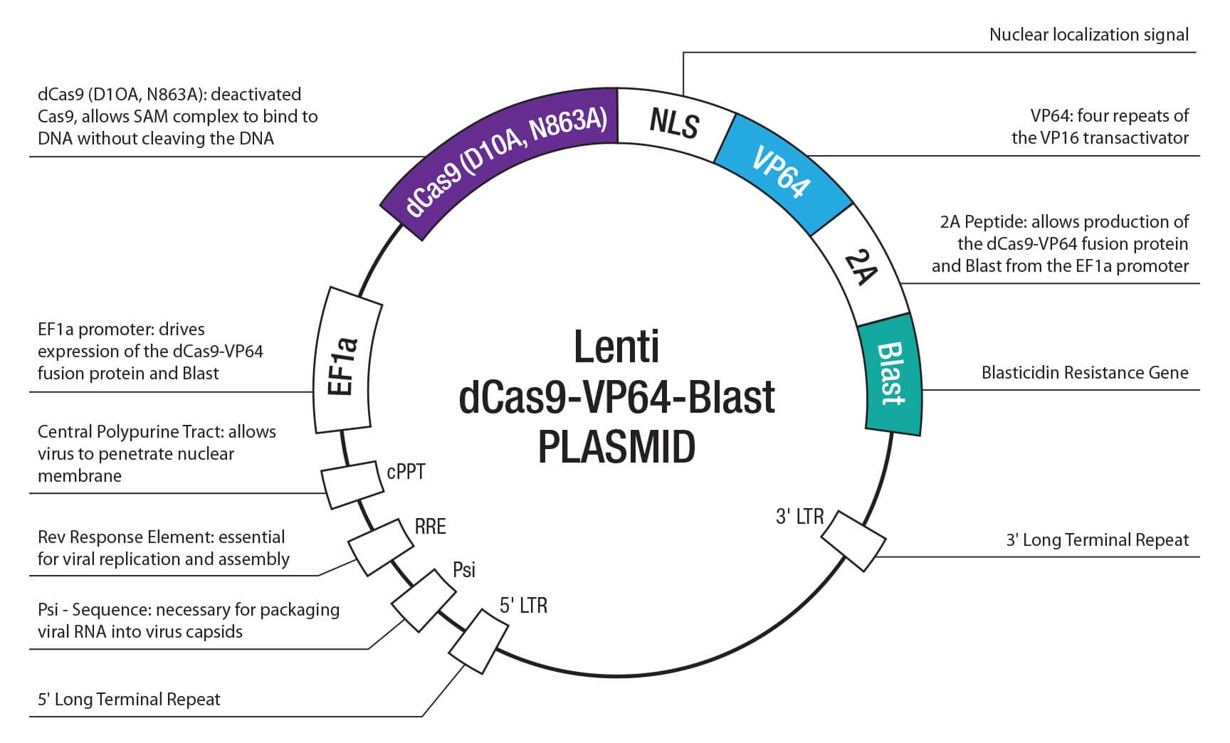 Pten Crisprcas9 Ko Plasmid Santa Cruz Biotech 