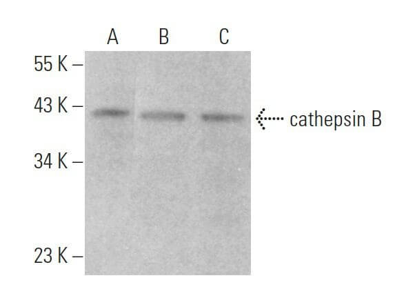 cathepsin B Antibody (H5) Santa Cruz Biotech