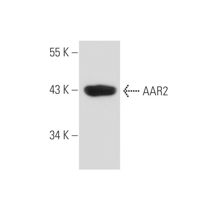 SCBT Santa Cruz Biotechnology