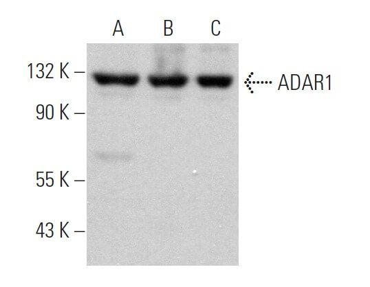 ADAR1抗体 D 8 SCBT Santa Cruz Biotechnology