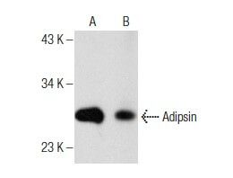 Adipsin抗体 D 8 SCBT Santa Cruz Biotechnology