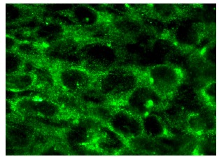 Anti Amnionless Antibody C 10 SCBT Santa Cruz Biotechnology