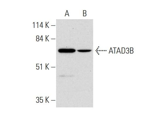 ATAD3B抗体 A 8 SCBT Santa Cruz Biotechnology