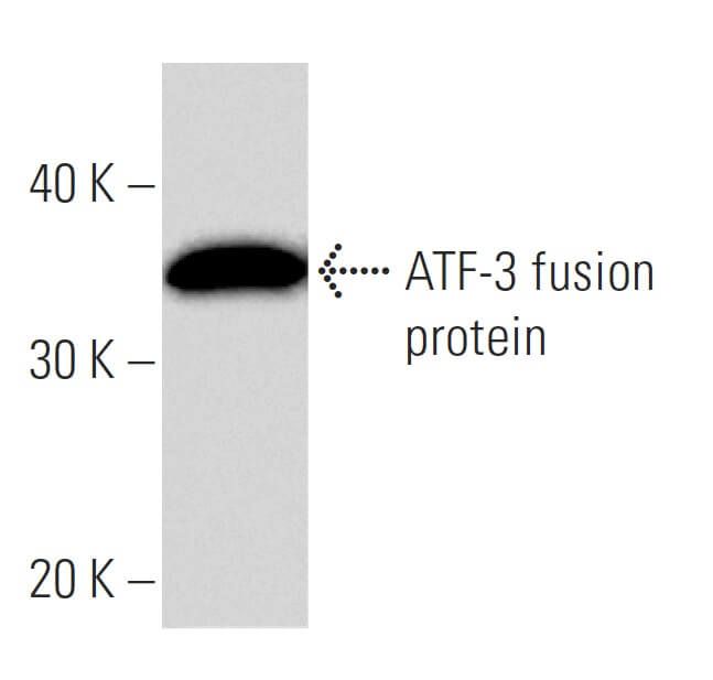 ATF3 Antibody 44C3a SCBT Santa Cruz Biotechnology