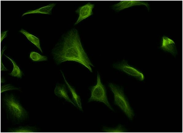 ATF 6β Antibody 4D10 SCBT Santa Cruz Biotechnology