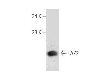 Scbt Santa Cruz Biotechnology