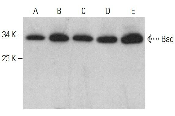 Bad Antibody C Scbt Santa Cruz Biotechnology