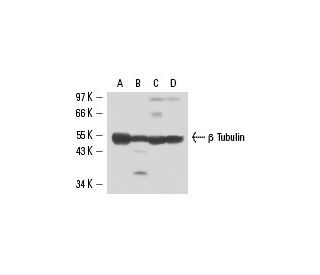 Anti Tubulin Antibody F G Scbt Santa Cruz Biotechnology