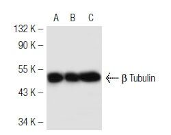 Beta Tubulin Antibody 3F3 G2 SCBT Santa Cruz Biotechnology