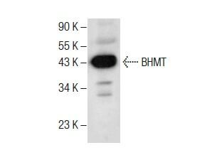 Bhmt H Scbt Santa Cruz Biotechnology