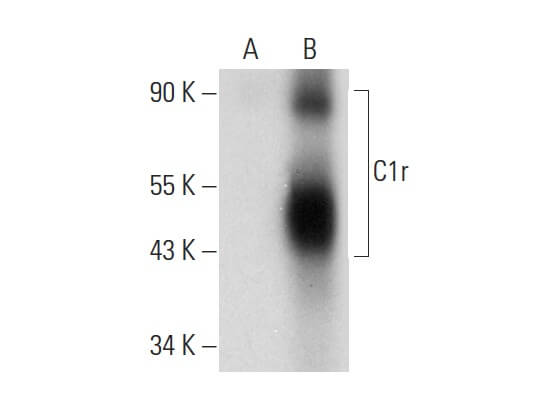 Anti C R Antibody F Scbt Santa Cruz Biotechnology