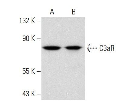 C Ar D Scbt Santa Cruz Biotechnology