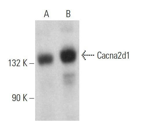 Cacna D Antibody E Scbt Santa Cruz Biotechnology