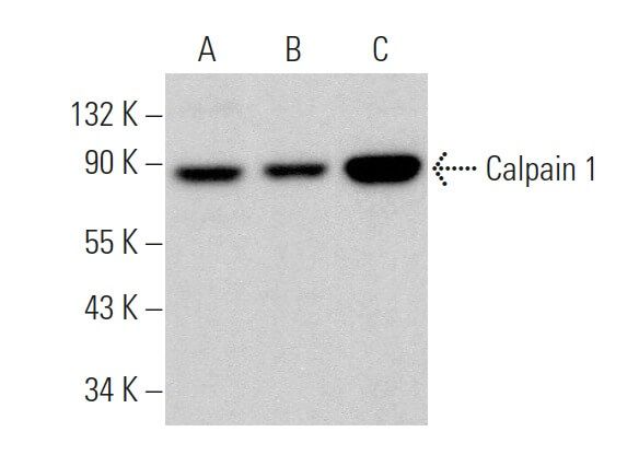 Calpain 1抗体 D 11 SCBT Santa Cruz Biotechnology