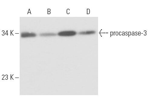 Caspase Scbt Santa Cruz Biotechnology