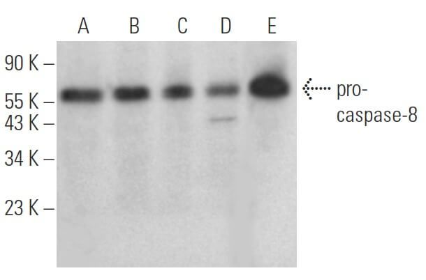 Caspase Antibody I Scbt Santa Cruz Biotechnology