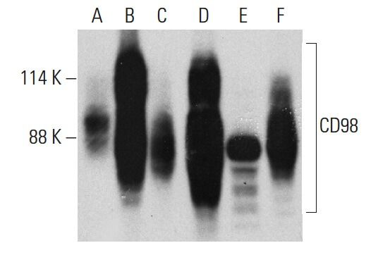 Cd Antibody C Scbt Santa Cruz Biotechnology