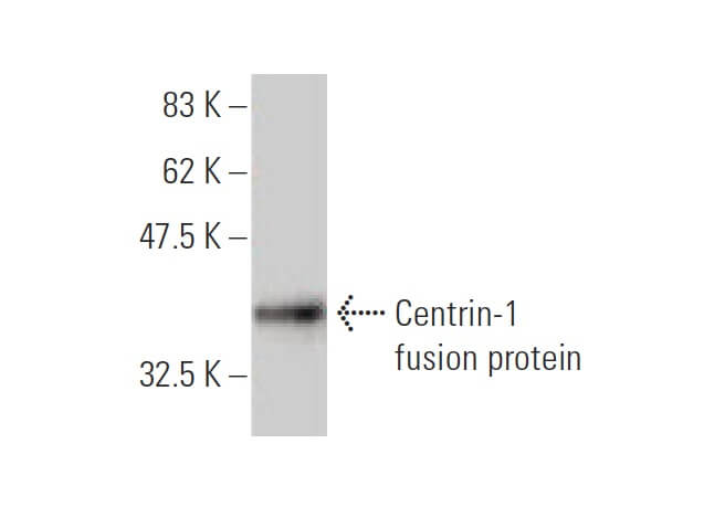 Anti Centrin Antibody A Scbt Santa Cruz Biotechnology