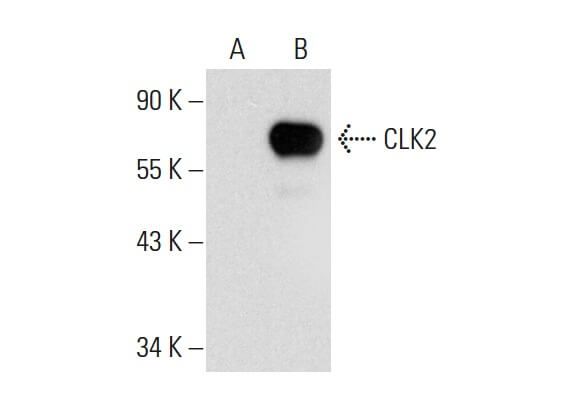 CLK2抗体 F 4 SCBT Santa Cruz Biotechnology