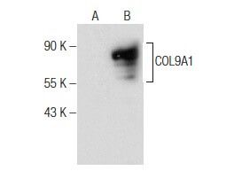 Col A H Scbt Santa Cruz Biotechnology