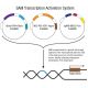 Control Crispr Activation Plasmid Scbt Santa Cruz Biotechnology