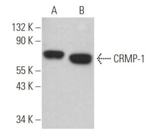 Crmp Antibody D Scbt Santa Cruz Biotechnology