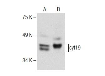 cyt19抗体 F 9 SCBT Santa Cruz Biotechnology