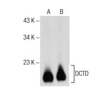 Dctd Antibody F Scbt Santa Cruz Biotechnology