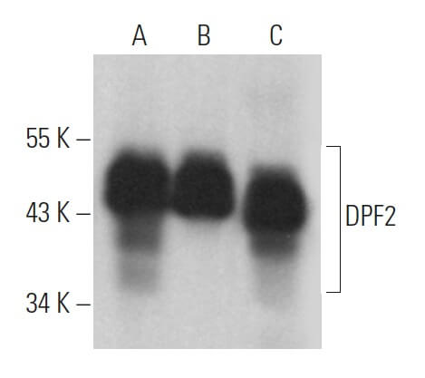 Anti DPF2 Antibody C 9 SCBT Santa Cruz Biotechnology