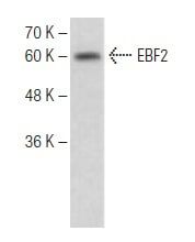 SCBT Santa Cruz Biotechnology