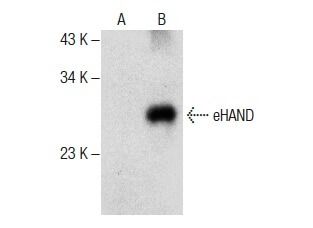 Ehand F Scbt Santa Cruz Biotechnology