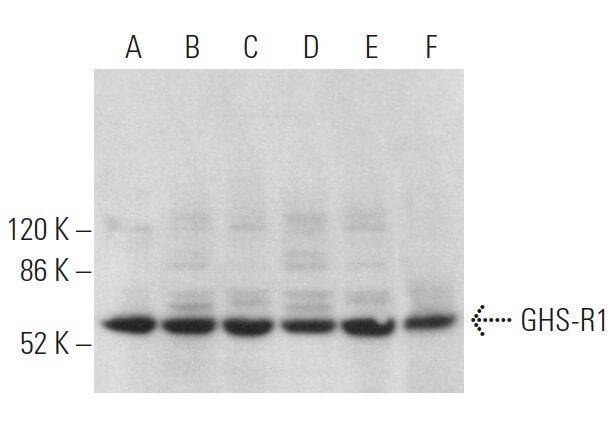 GHS R1 Antibody E 7 SCBT Santa Cruz Biotechnology