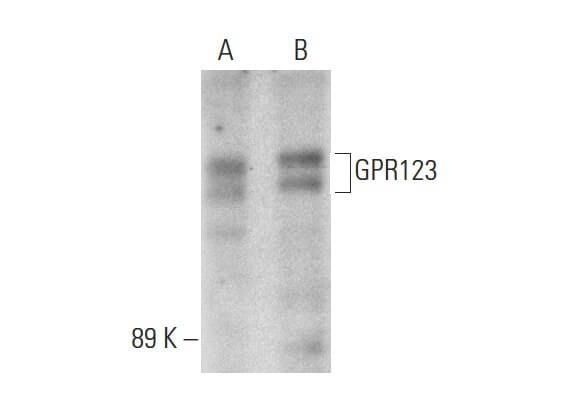 Scbt Santa Cruz Biotechnology