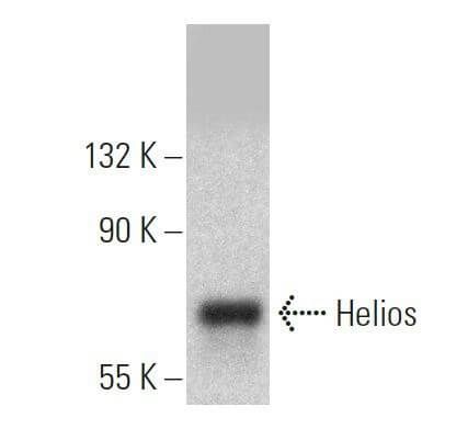 Helios Antibody H Scbt Santa Cruz Biotechnology