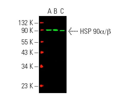 Anti HSP 90α β Antibody F 8 SCBT Santa Cruz Biotechnology