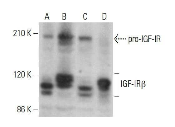 IGF 1 Receptor β IGF1R抗体 F 1 SCBT Santa Cruz Biotechnology