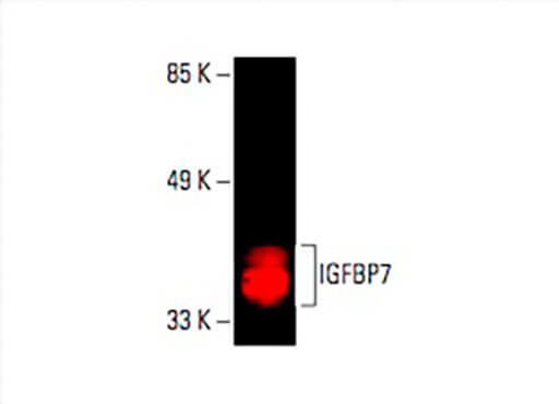 IGFBP7 Antibody H 3 SCBT Santa Cruz Biotechnology