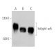 Integrin α5 ITGA5 CD49e Antibody C 9 SCBT Santa Cruz Biotechnology