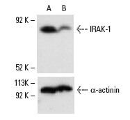 Irak F Scbt Santa Cruz Biotechnology