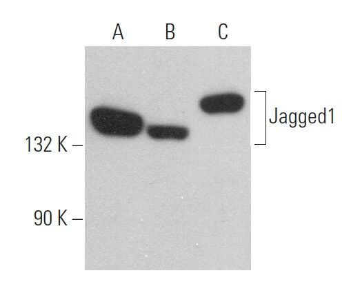 Jagged Antibody C Scbt Santa Cruz Biotechnology