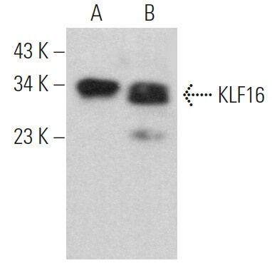 KLF16抗体 F 4 SCBT Santa Cruz Biotechnology