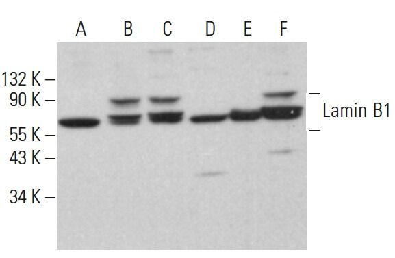 Lamin B抗体 C 20 SCBT Santa Cruz Biotechnology