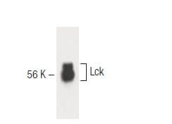 Lck Antibody 28 SCBT Santa Cruz Biotechnology