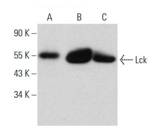 Anti Lck Antibody B Scbt Santa Cruz Biotechnology