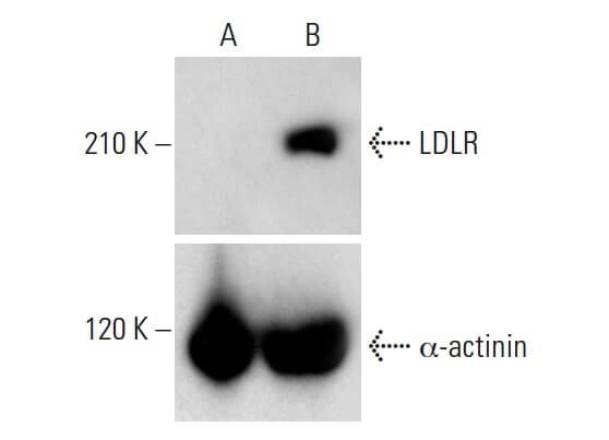 LDLR Antibody F 7 SCBT Santa Cruz Biotechnology