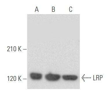 Lrp Scbt Santa Cruz Biotechnology